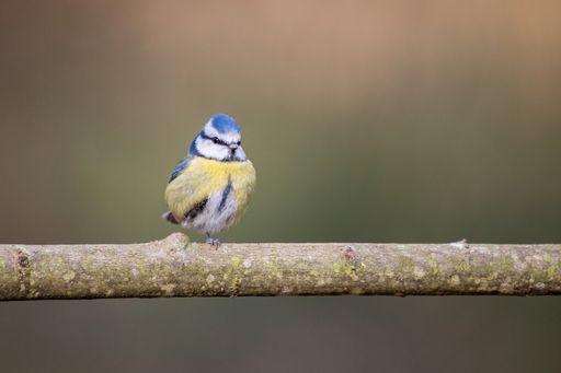 A small Eurasian blue tit bird perching on the tree branch