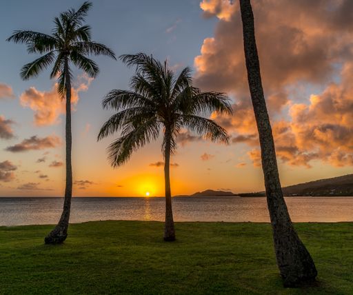 A breathtaking view of coconut trees on the Maunalua Bay Beach on sunset sky background in Honolulu, Hawaii, USA
