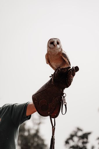 A vertical shot of a barn owl on the trainer's hand.