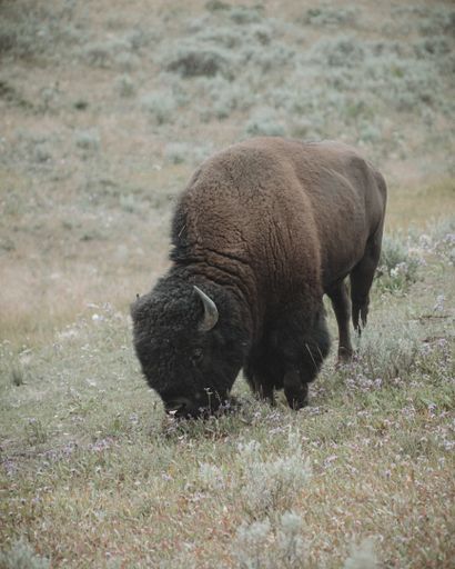 A vertical closeup shot of the bison grazing in a green meadow