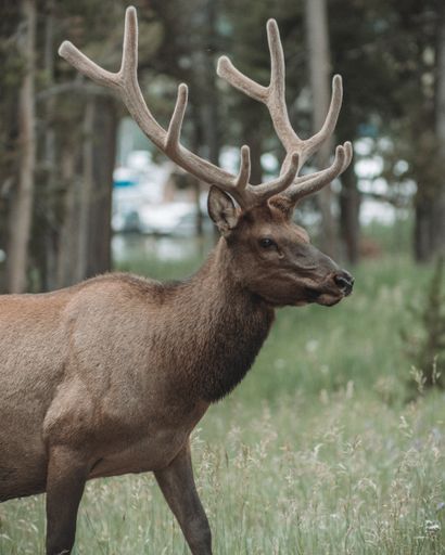 A selective focus shot of a deer in the forest