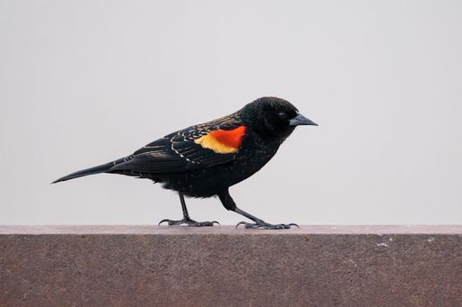 A closeup shot of a baltimore oriole bird perched on a stone fence