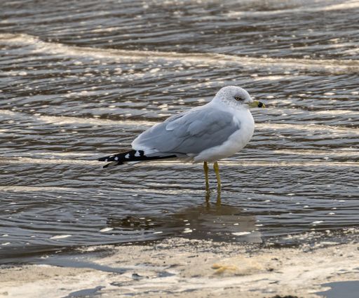 A single seagull perched on a seashore