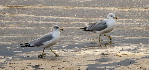 photo of two seagulls walkin on beach