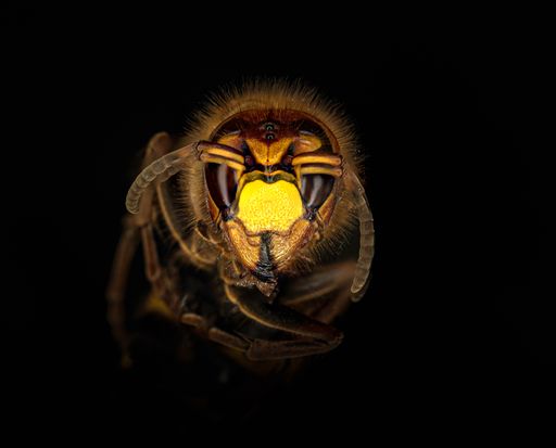 A macro shot of a hornet on dark background