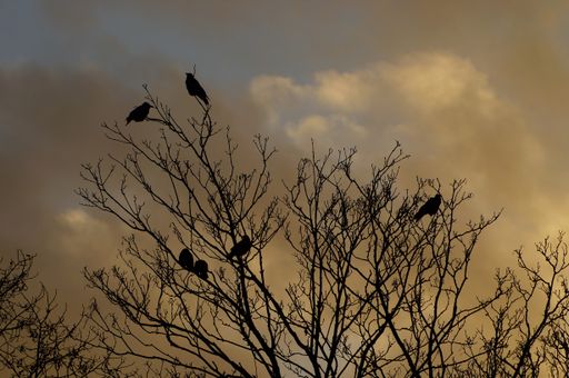Silhouettes of crows in a wintry bare tree against a moving evening sky. Backlight at sunset.