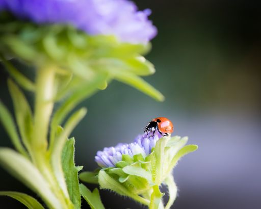 A macro shot of a ladybug on a purple aster flower against a blurred background
