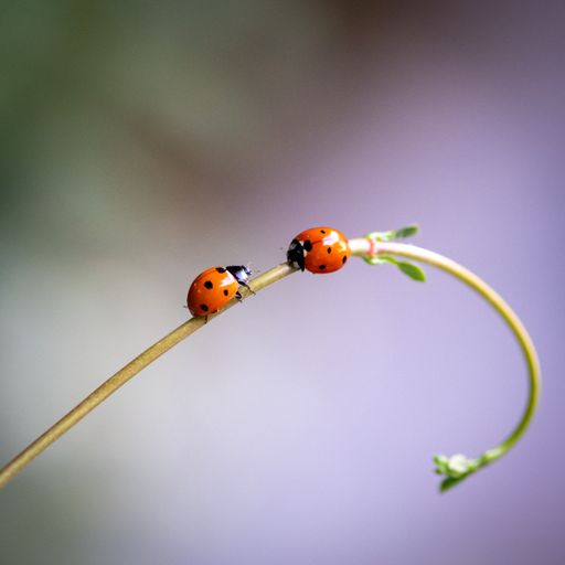 A macro shot of lady bugs on a young vine of a plant