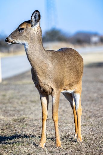 A vertical shot of a cute baby deer on the side of a road