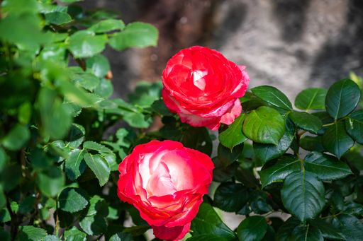 A closeup of red garden roses surrounded by greenery in a field under the sunlight at daytime