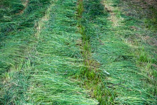 A closeup shot of cut grass on the ground at daytime