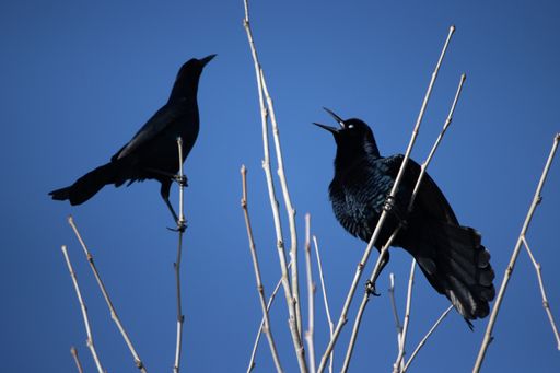 The crows sitting on the high branches