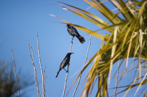 The crows sitting on the high branches