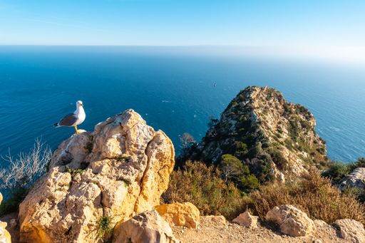 A closeup of seagulls at the Mirador de Carabineros in the Penon de Ifach Natural Park in Spain