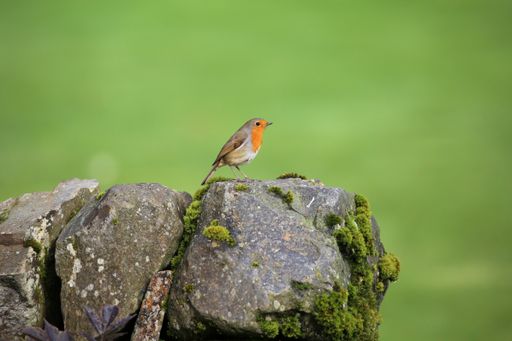 A selective focus shot of robin perched on a stone