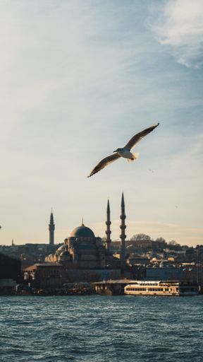 A vertical shot of seagull in flight with Hagia Sophia mosque in the background