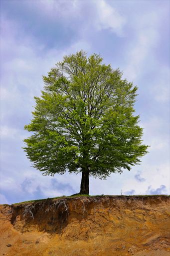 A closeup of a green tree with a cloudy sky background