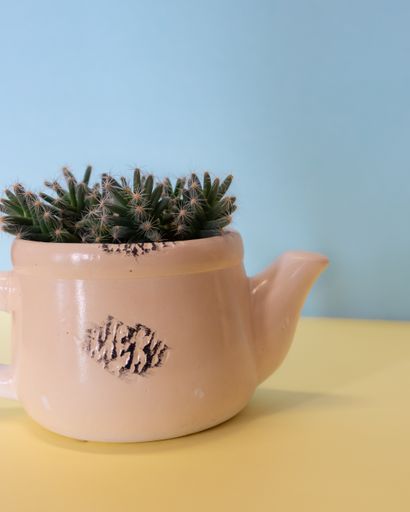 A vertical closeup of a kettle-shaped flower pot with cactus on the table