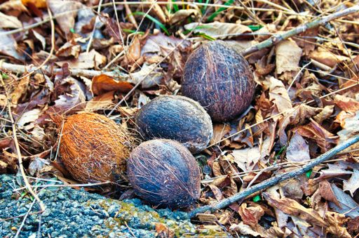 A closeup of coconuts on the ground among dried fallen leaves