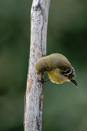 A vertical closeup shot of a yellow Atlantic Canary bird sitting on a branch on a blurry green background