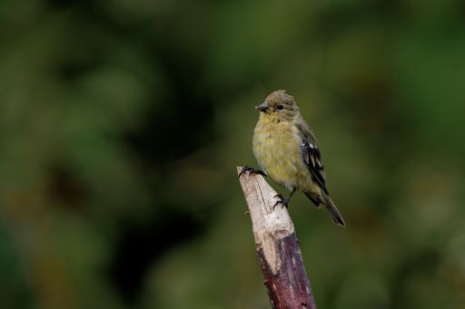 A closeup shot of a yellow Atlantic Canary bird sitting on a branch on a blurry green background
