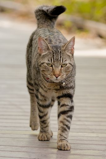 A vertical closeup shot of the striped cat walking on the wooden path on the blurry background
