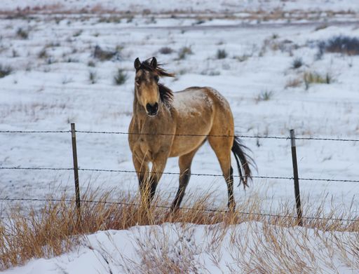 A closeup of the horse covered with snow in the field behind the barbed wire.