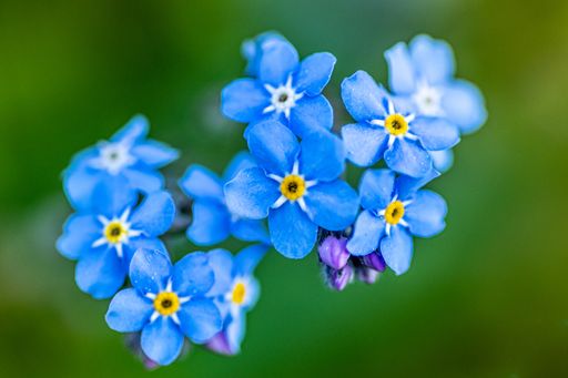 A closeup shot of the beautiful Alpine forget-me-not blue flowers
