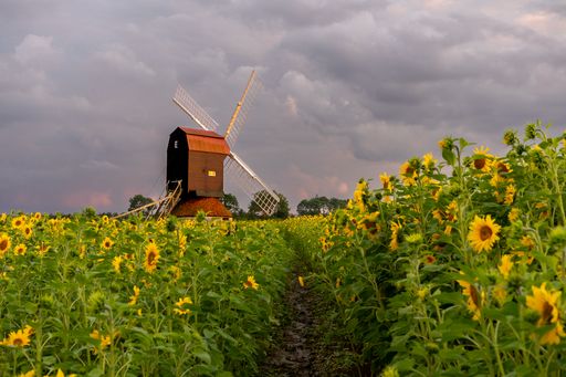 a photo of windmill in sunflower field