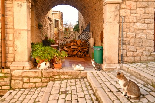 A family of cats in a street of Buonalbergo, a mountain village in the province of Benevento.