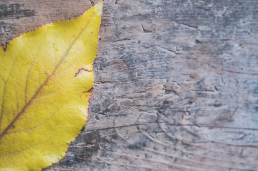 A closeup shot of a beautiful golden Autumn leaf on a gray wooden background