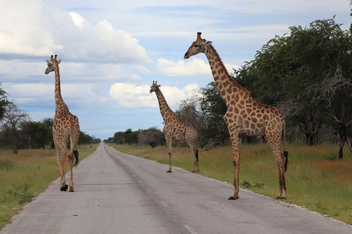 A national park in Africa with three large giraffes standing on the road