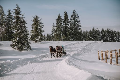 Some horses in harness on a sunny day in winter