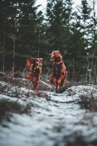 A selective focus shot of irish setters running in the forest