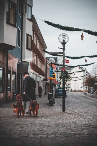 A man walking with his two dogs in a small rural town of Nybro, Sweden. Christmas decorations overhead.