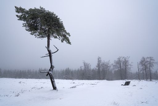A beautiful shot of frozen tree in a big land covered with snow in Winterberg, Germany
