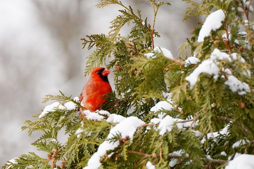 A closeup shot of a red cardinal on the tree in winter
