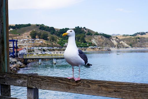 A closeup of a seagull on a wooden fence