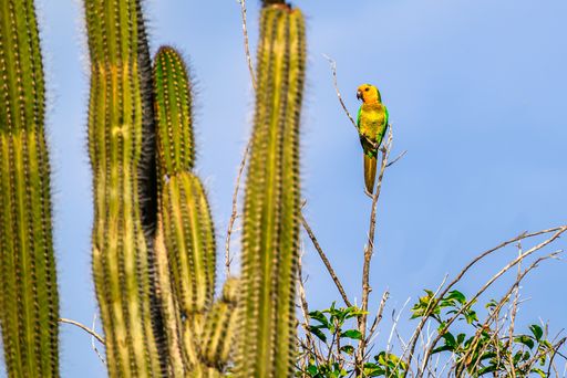 A view of a parakeet in Washington Slagbaai National Park on Bonaire in the Caribbean