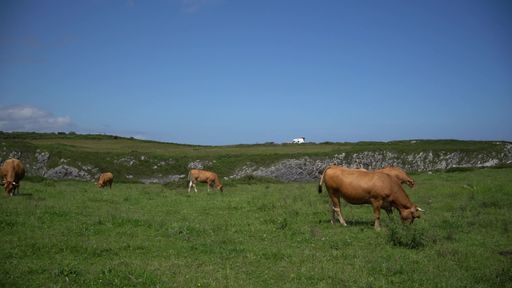 Brown cows grazing on green meadow against autumn forest background.