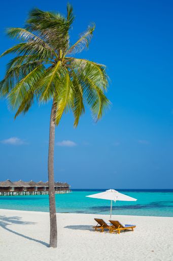 A vertical shot of the deck chair, umbrella, and a palm tree on the sandy beach in the Maldives