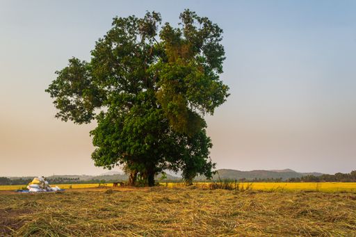 A horizontal shot of a big tree with green leaves on a farm during daylight