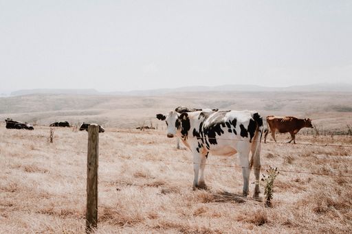 A black and white cow standing in the meadow with dry grass