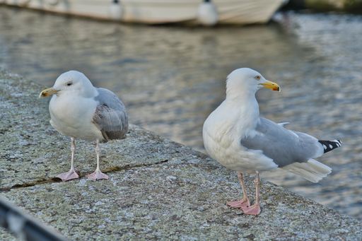 A closeup shot of two seagulls standing on a concrete surface at the pier