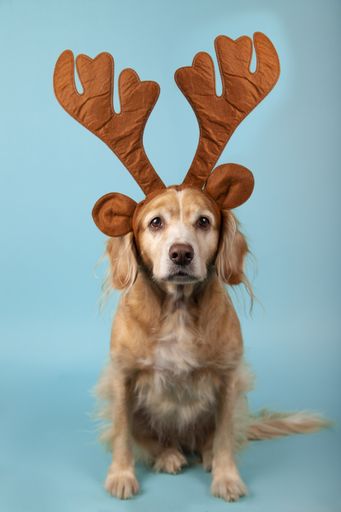 A vertical shot of a cute golden retriever with reindeer antlers on a blue background