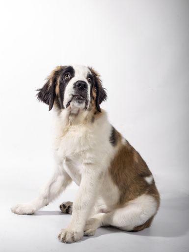 A vertical shot of a cute puppy of St. Bernard isolated on white background