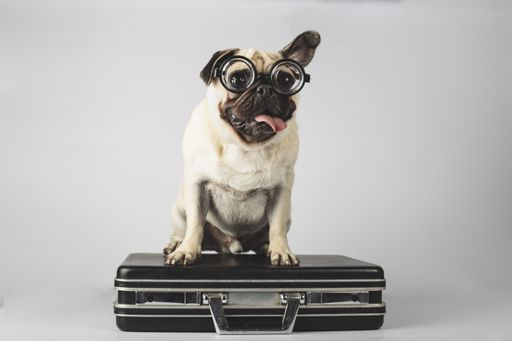 An adorable pug with glasses standing on a suitcase on a gray background