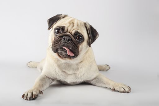 A closeup shot of a curious pug on a gray background