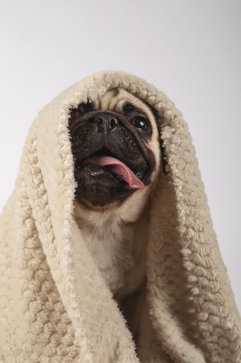 A vertical shot of a curious pug wrapped in a soft blanket on a gray background