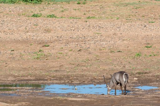 A grey antelope drinking water from a small pond